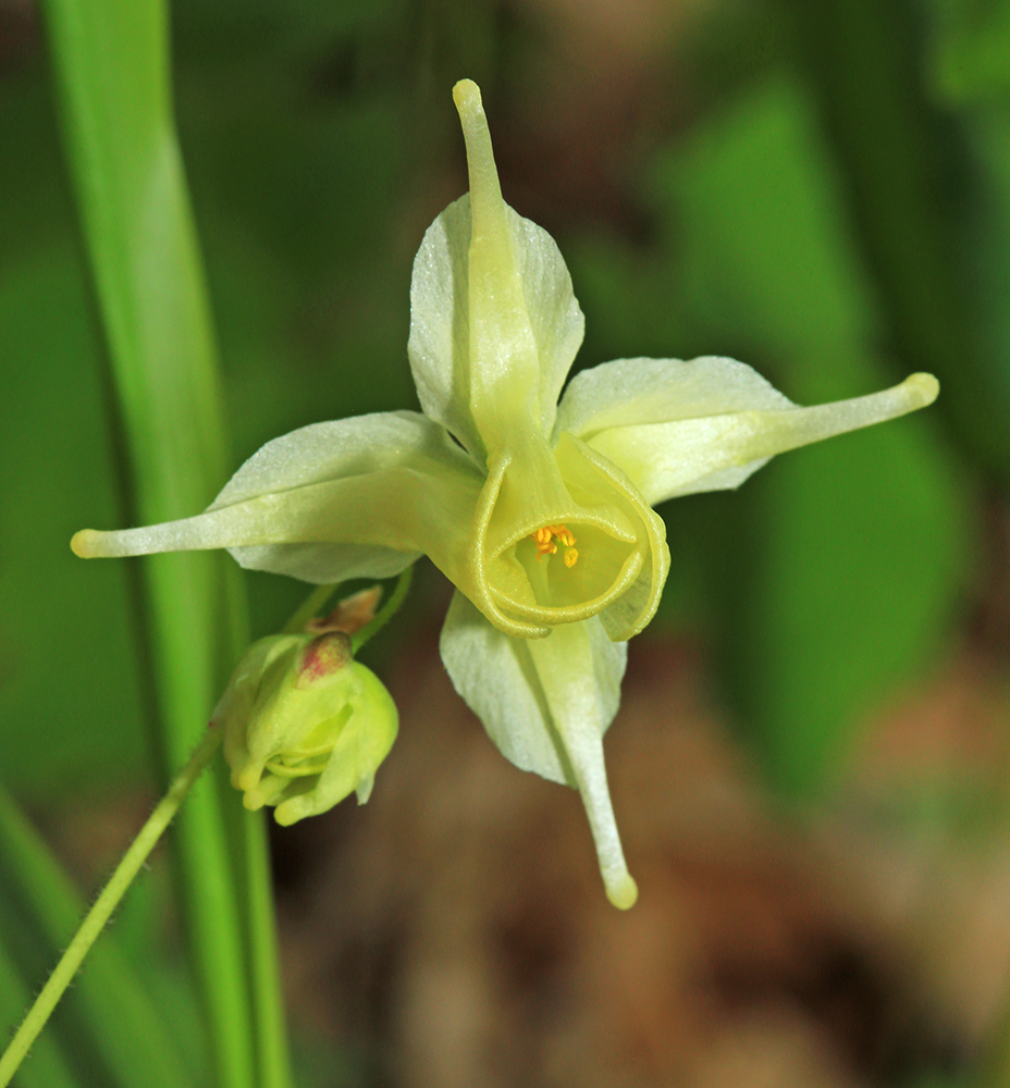 Image of Epimedium koreanum specimen.