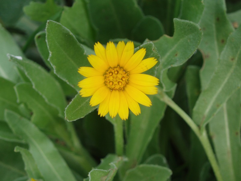 Изображение особи Calendula arvensis.