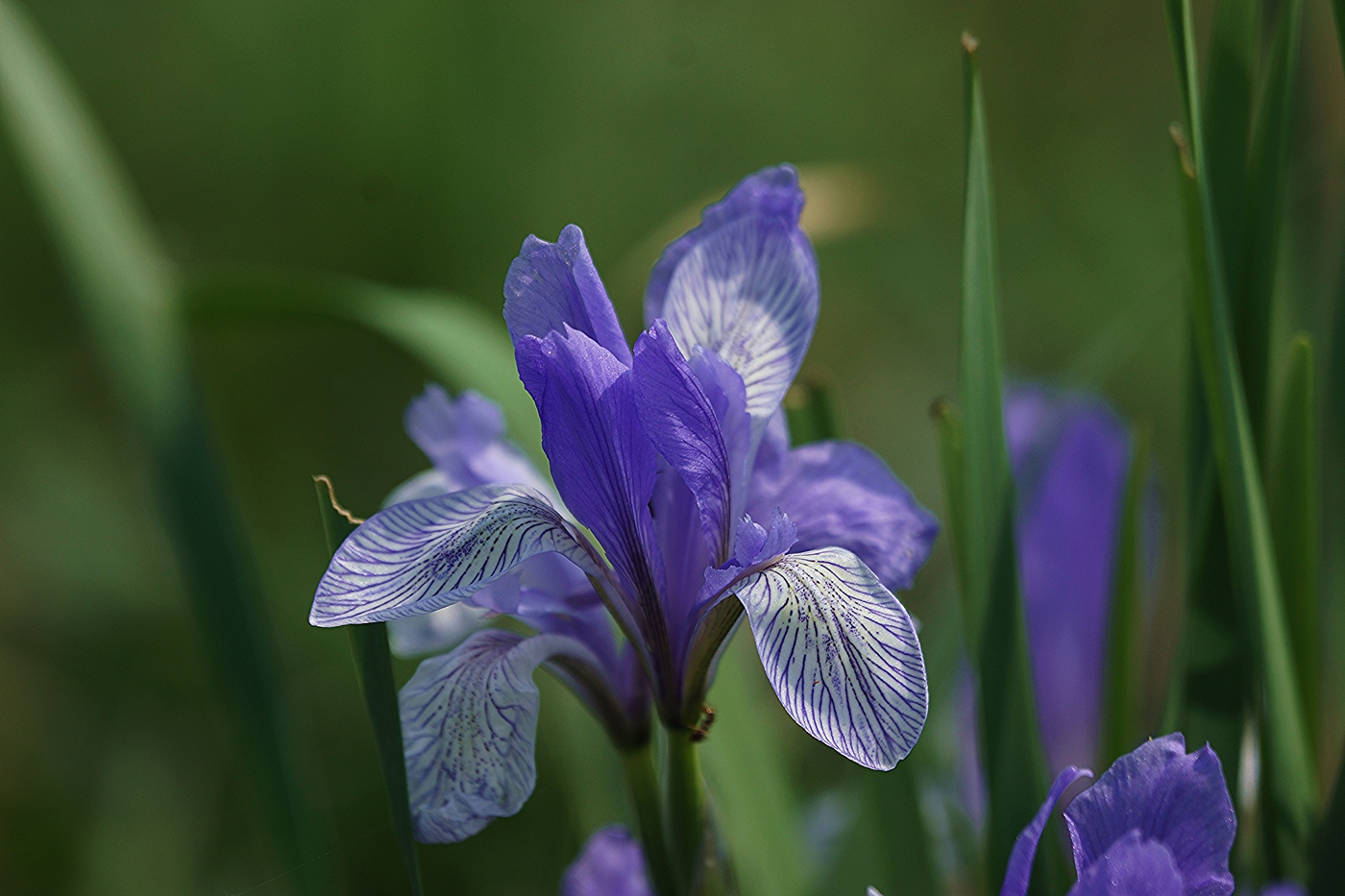 Изображение особи Iris biglumis.