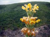 Phlomoides goloskokovii. Верхушка отцветающего растения. Казахстан, Чу-Илийские горы, близ перевала Курдай. 21.06.2022.