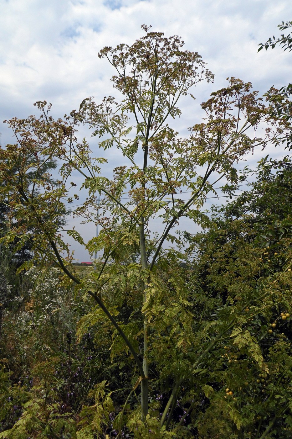 Image of Conium maculatum specimen.