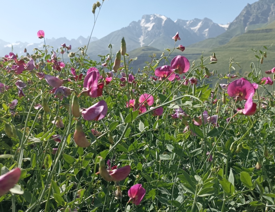 Image of Lathyrus mulkak specimen.