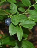 Vaccinium myrtillus. Верхушка побега с созревшим плодом. Марий Эл, Волжский р-н, парк \"Марий Чодра\", берег озера Кичиер, заболоченный участок леса. 23.07.2022.