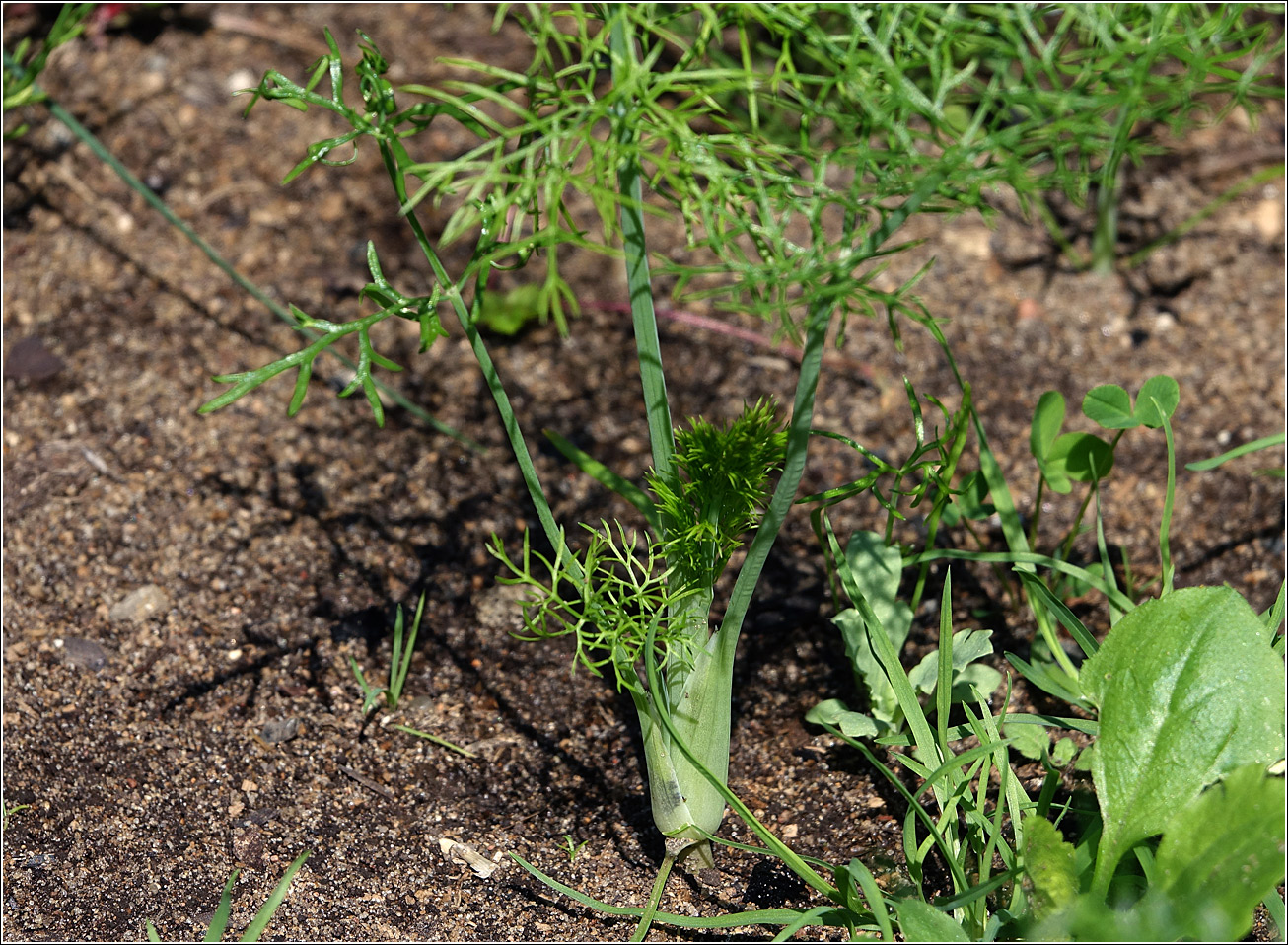 Изображение особи Foeniculum vulgare.