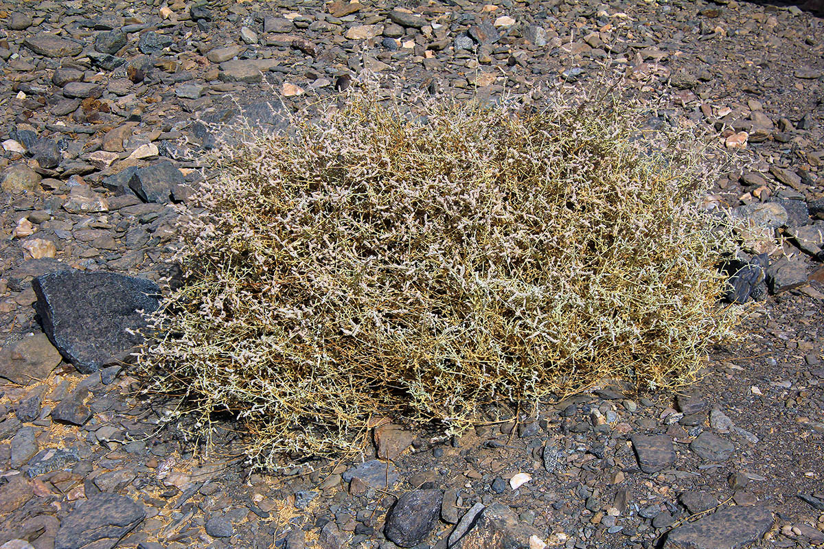 Image of Atriplex glauca ssp. palaestina specimen.