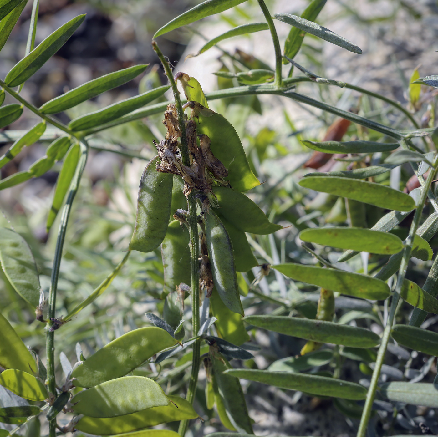 Image of Vicia cracca specimen.