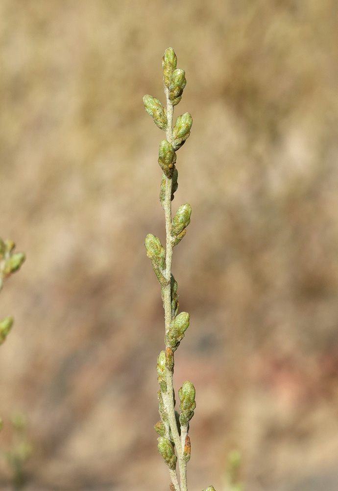 Image of Artemisia serotina specimen.