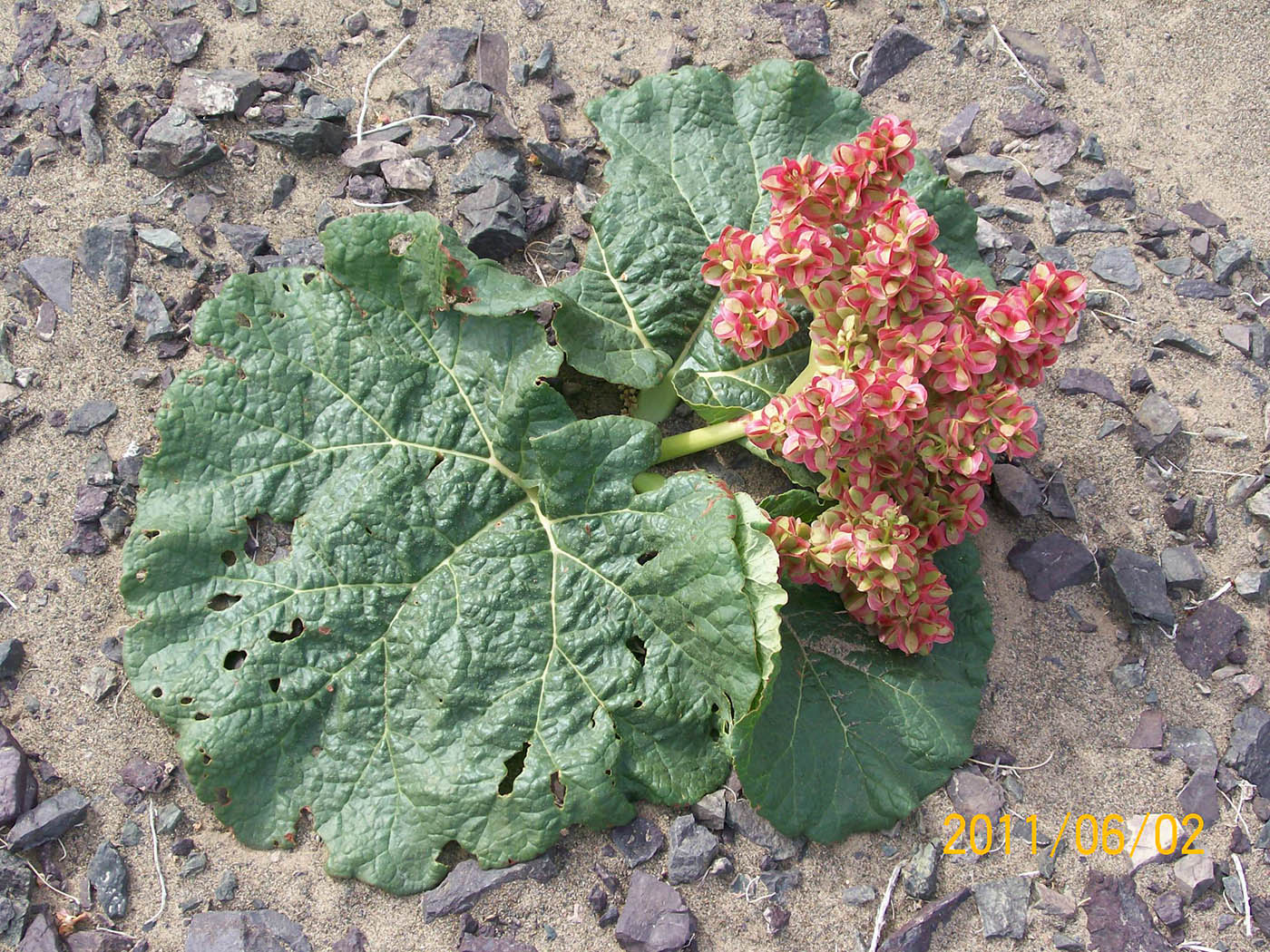 Image of Rheum nanum specimen.