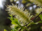 Salix myrsinifolia