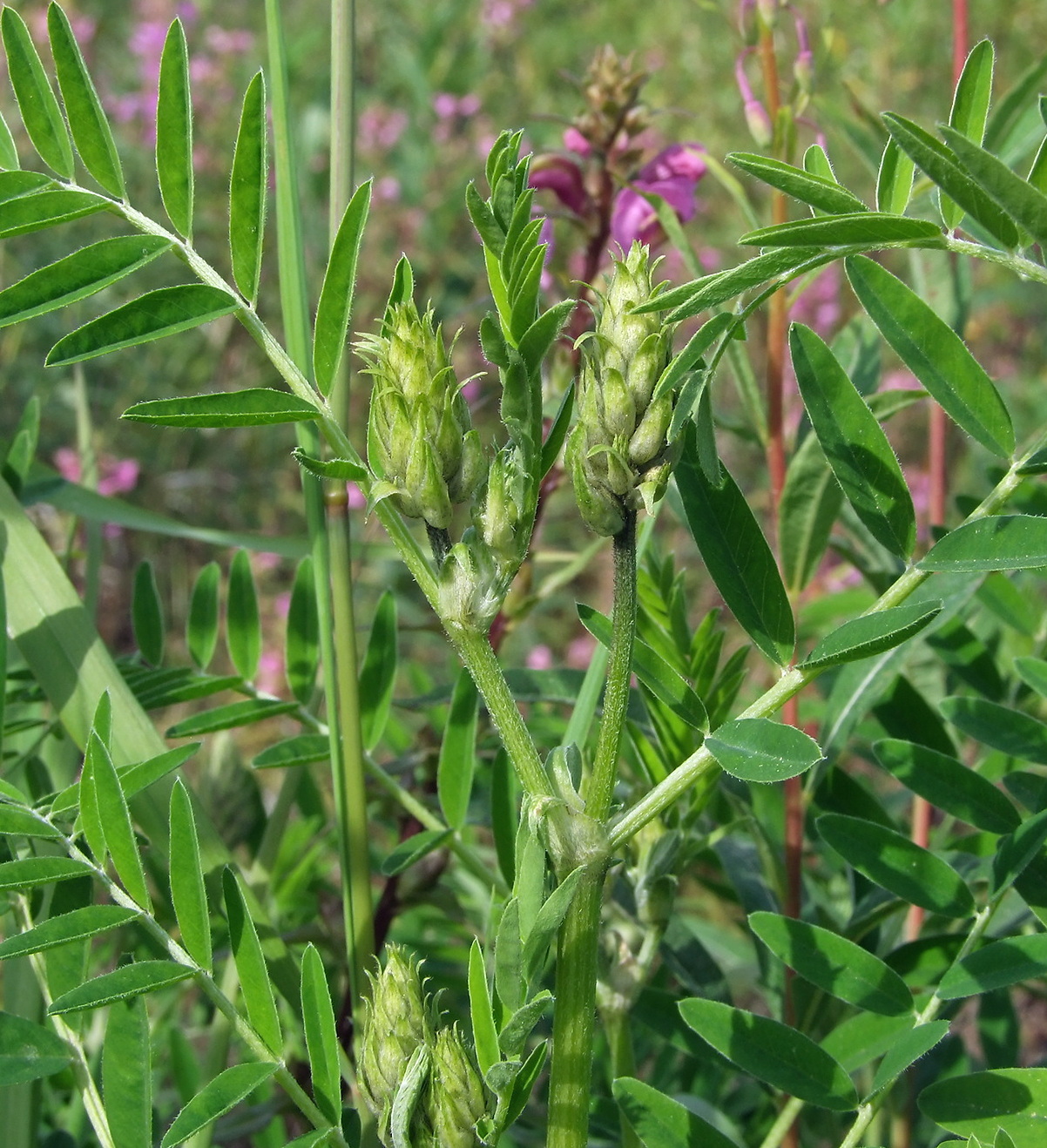 Image of Astragalus uliginosus specimen.