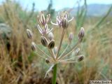 Смотреть изображение Allium verticillatum
