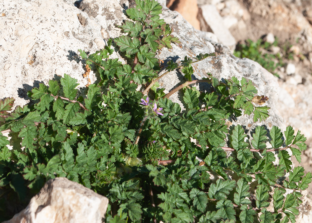Изображение особи Erodium moschatum.