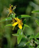 Hypericum gebleri. Верхушка побега с цветком и плодом. Хабаровский край, р-н им. Полины Осипенко, с. Бриакан, луг. 17.07.2021.