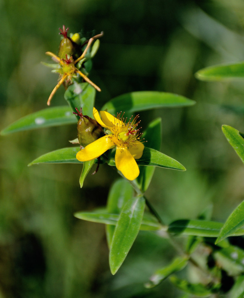 Изображение особи Hypericum gebleri.