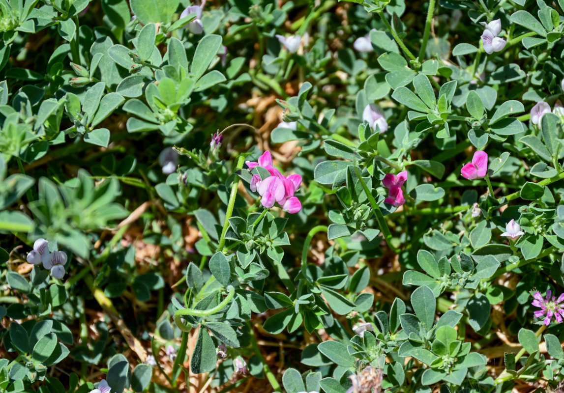 Image of genus Lotus specimen.