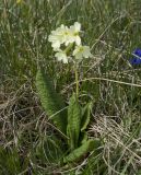 Primula ruprechtii