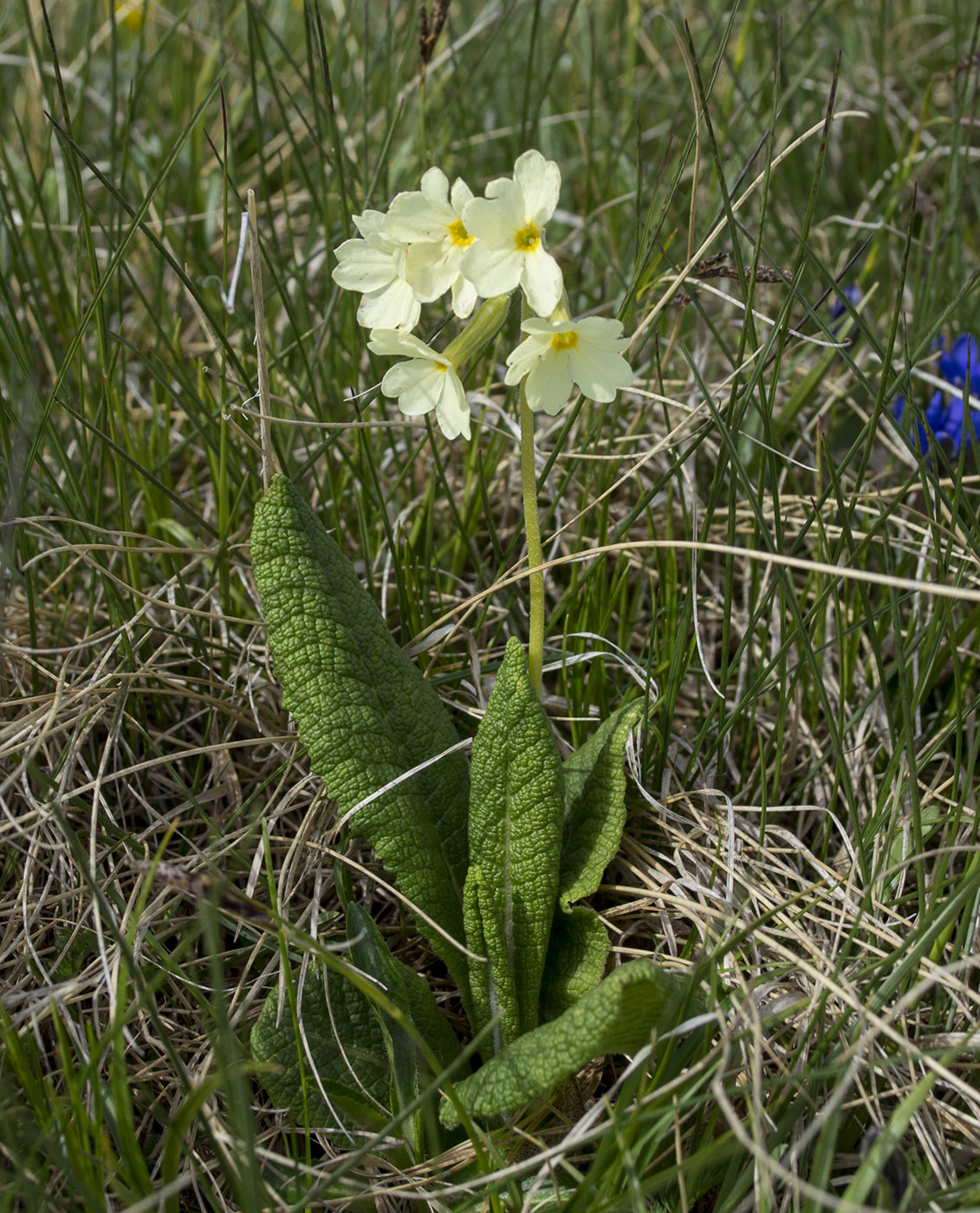 Image of Primula ruprechtii specimen.