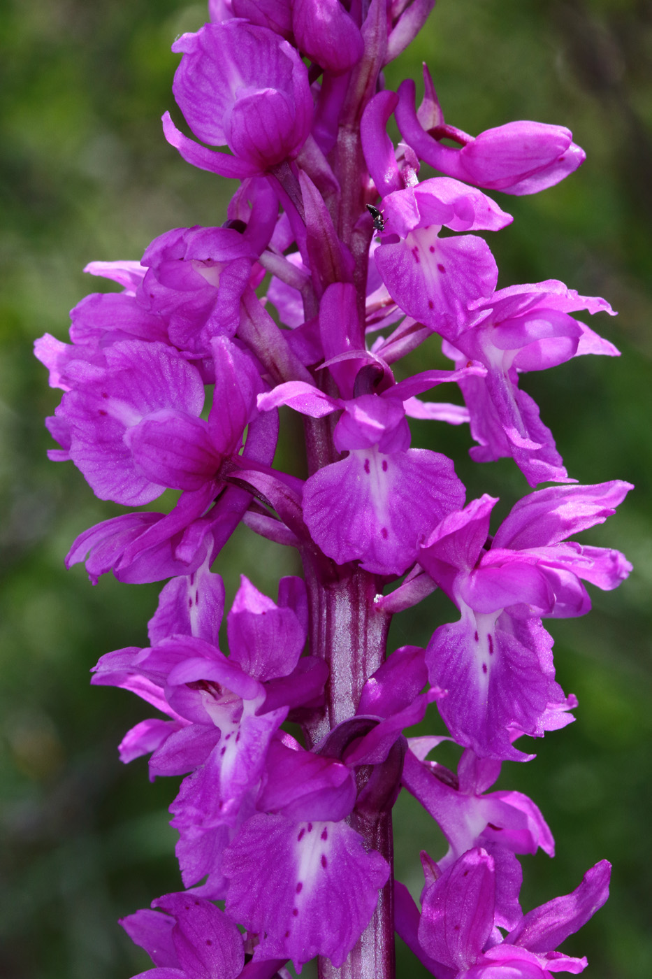 Image of Orchis mascula specimen.