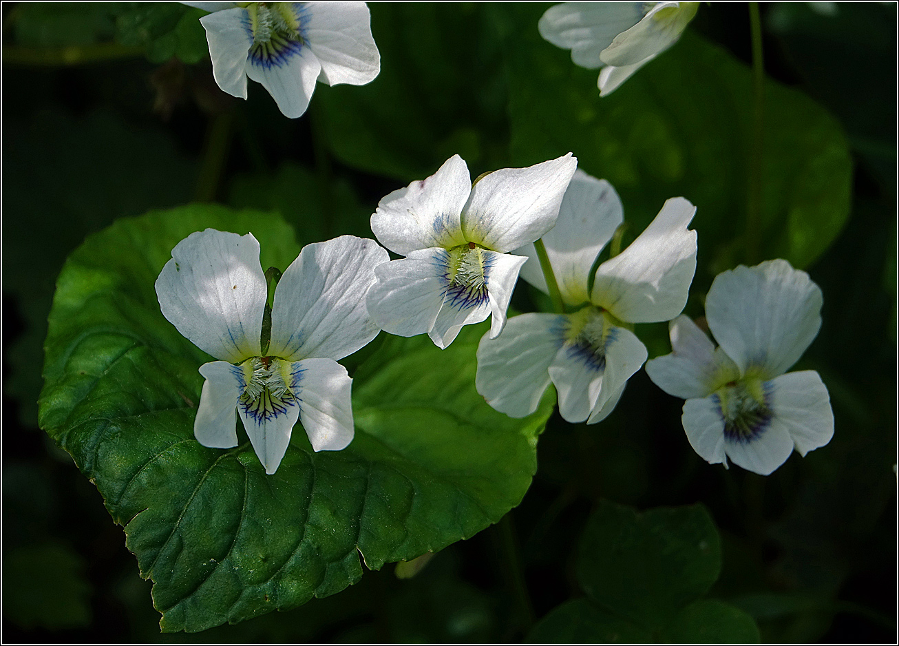 Image of Viola sororia specimen.