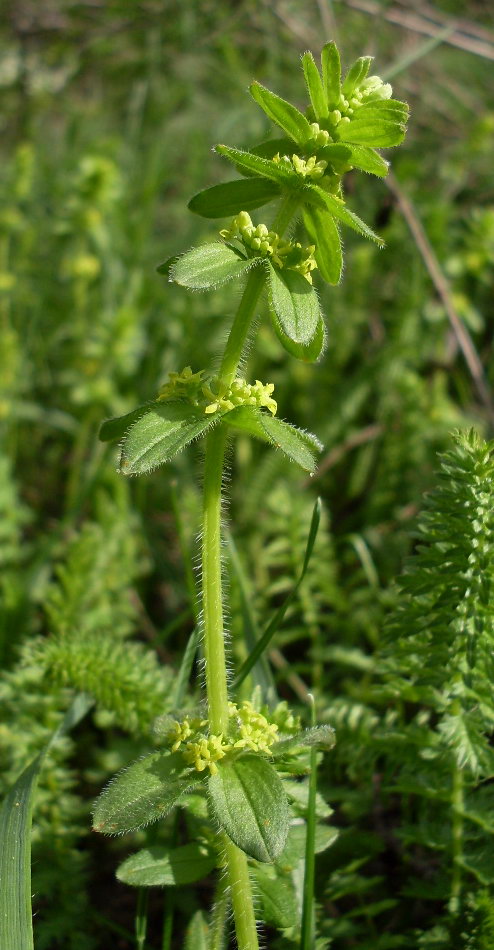 Image of Cruciata laevipes specimen.