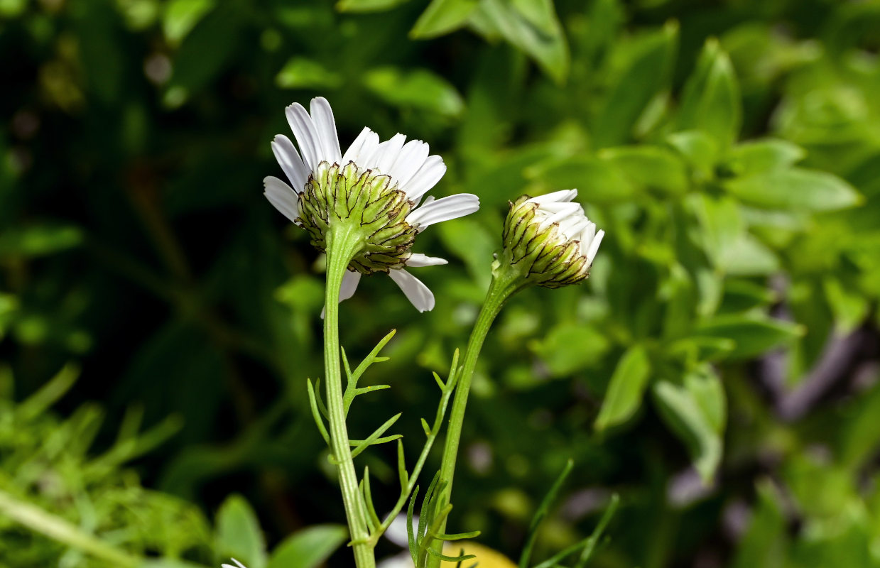 Изображение особи Tripleurospermum tetragonospermum.