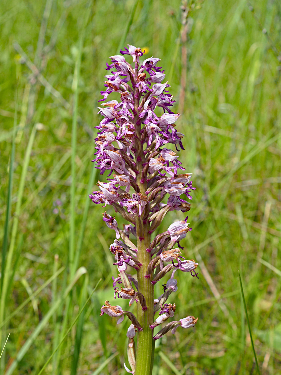 Image of Orchis militaris specimen.