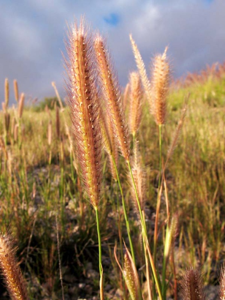 Изображение особи Tetrapogon villosus.