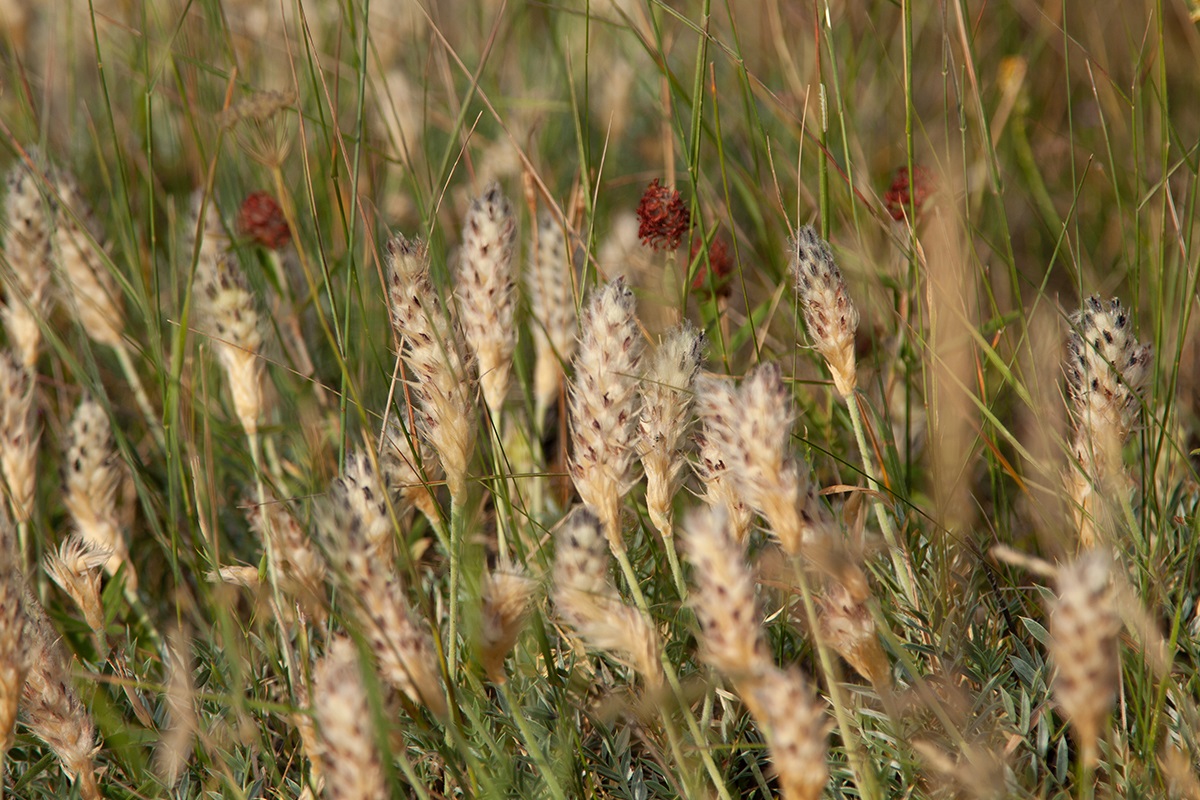 Image of Astragalus lagurus specimen.