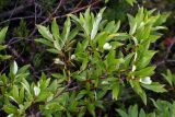 Salix phylicifolia