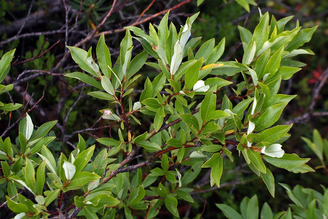 Image of Salix phylicifolia specimen.