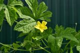 View full-size image Momordica charantia