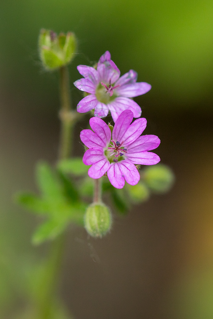 Image of Geranium molle specimen.