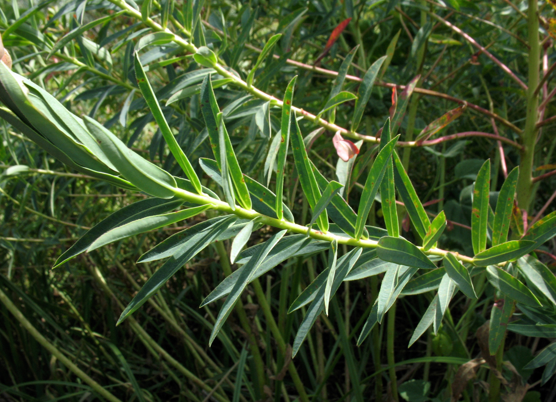 Image of Euphorbia stepposa specimen.