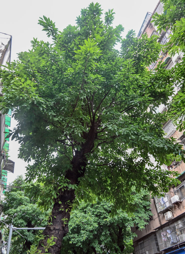 Image of Ficus virens specimen.