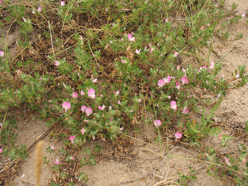 Image of Ononis repens specimen.