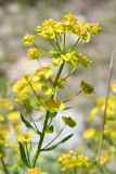 Euphorbia jaxartica