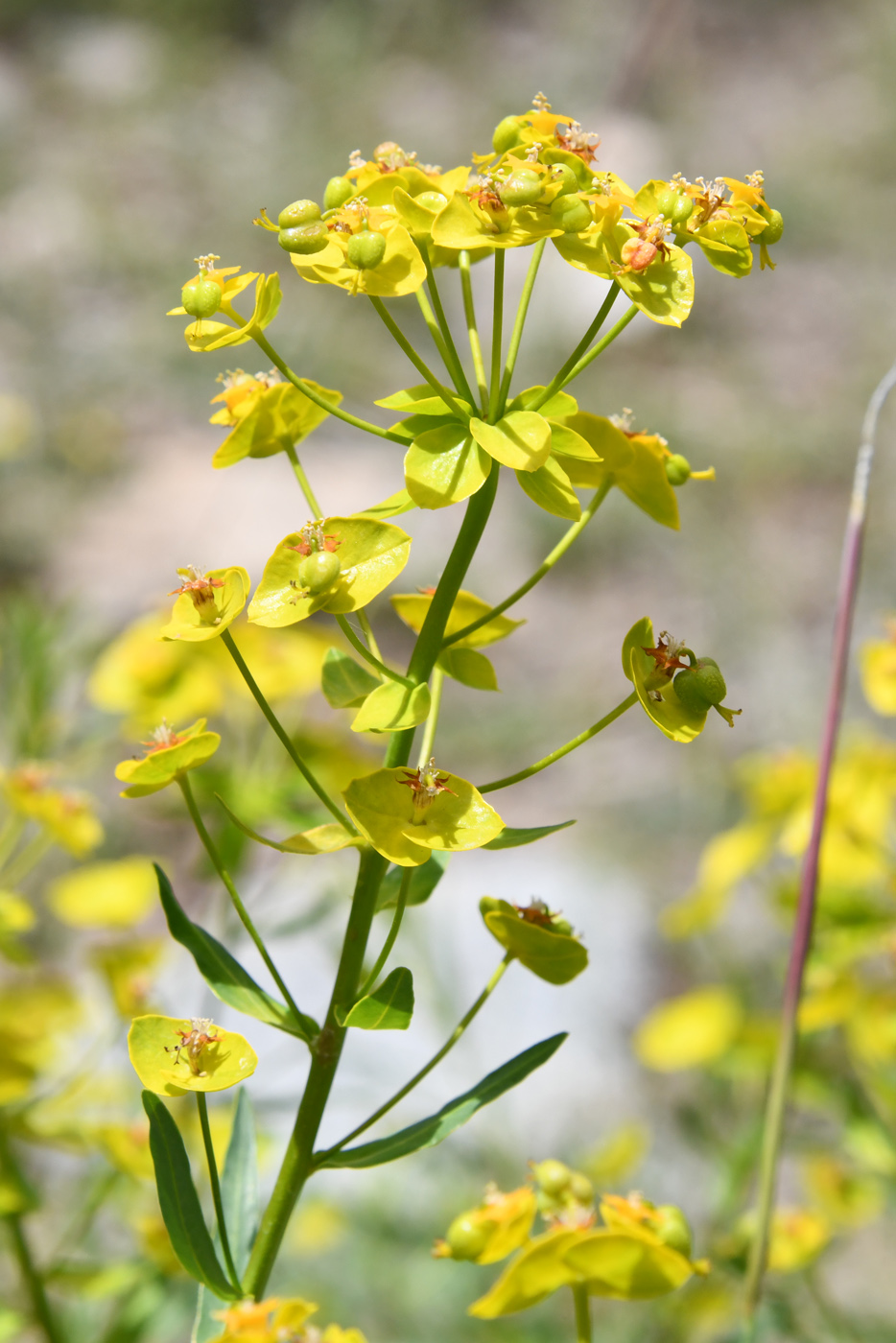 Изображение особи Euphorbia jaxartica.