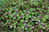 Oxalis tetraphylla. Расцветающие(?) растения. Московская обл., Раменский р-н, окр. дер. Хрипань, садовый участок. 06.06.2024.