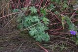 Geranium pratense. Листья. Рязанская обл., Милославский р-н, ур. Лошаки, луг. 31 июля 2024 г.