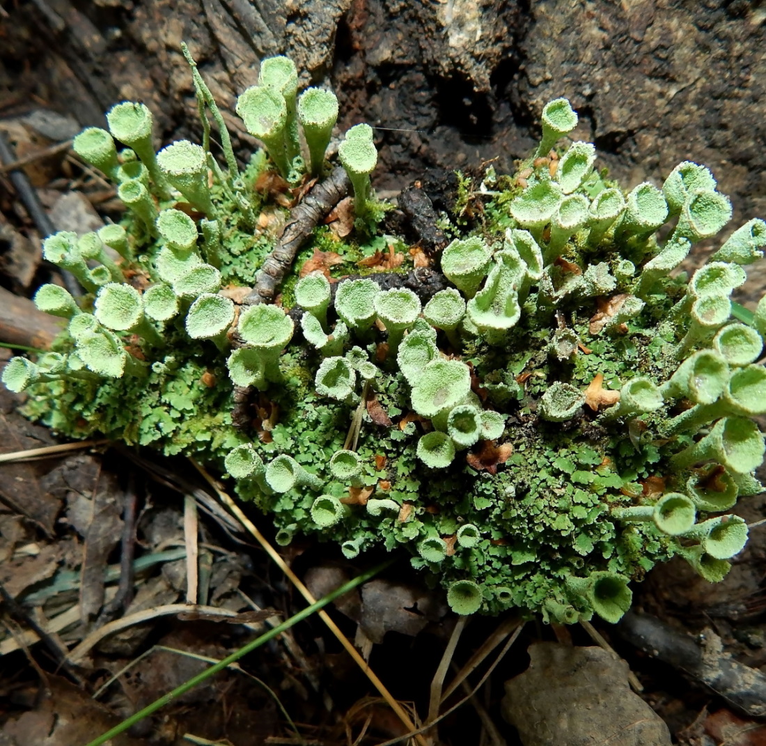 Изображение особи род Cladonia.