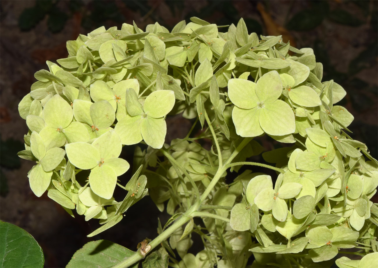 Image of Hydrangea arborescens specimen.