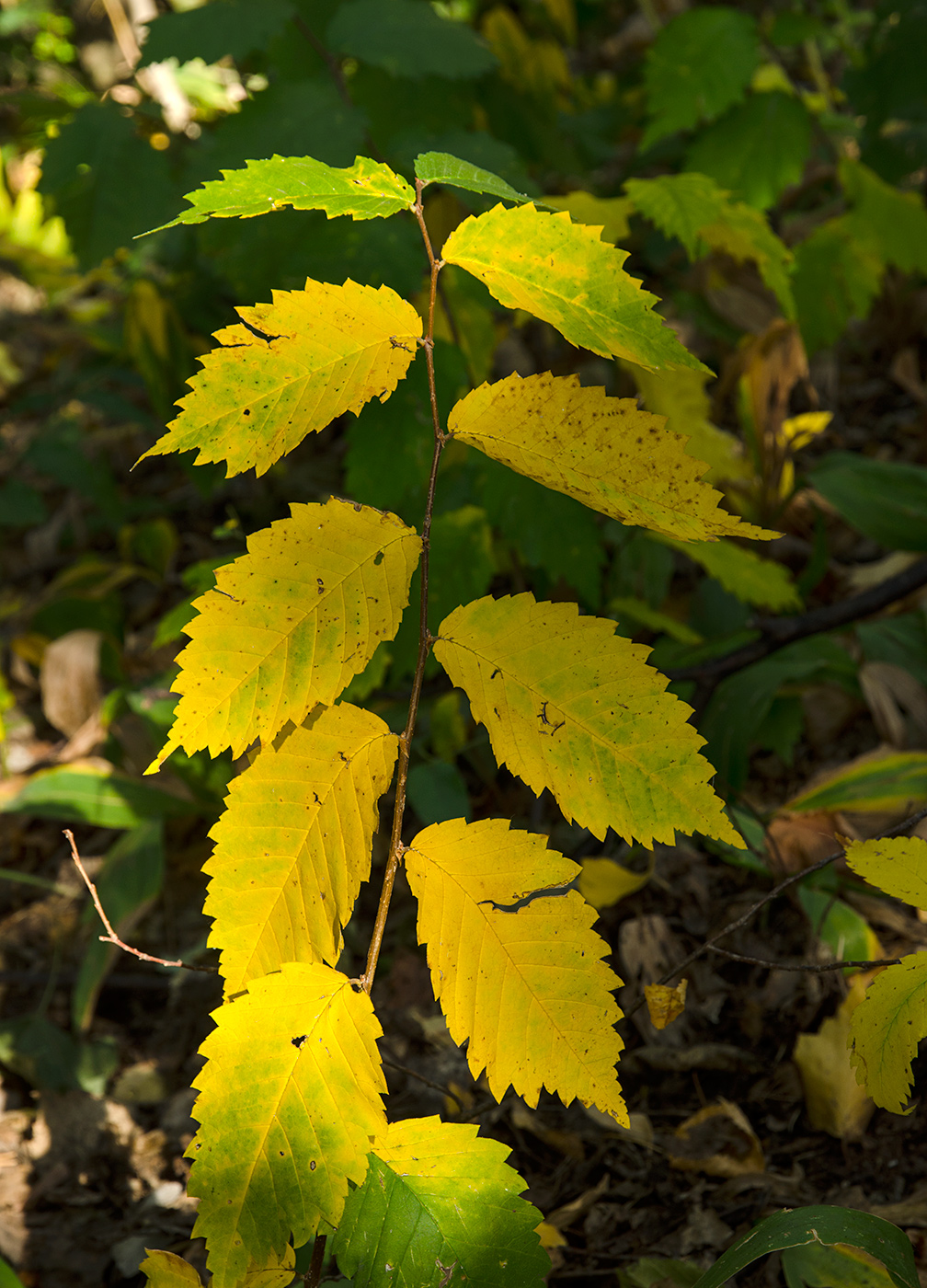 Изображение особи род Ulmus.