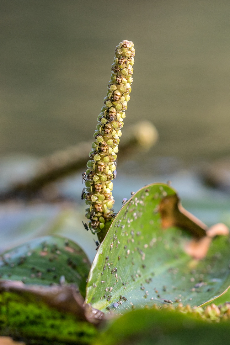 Image of Potamogeton nodosus specimen.