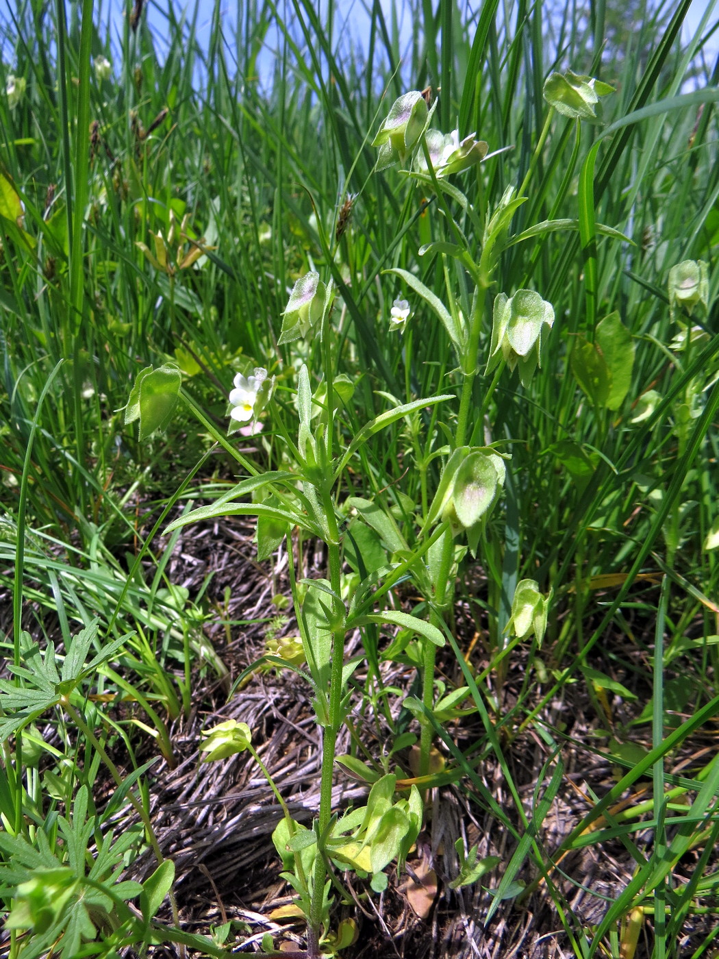 Изображение особи Viola occulta.