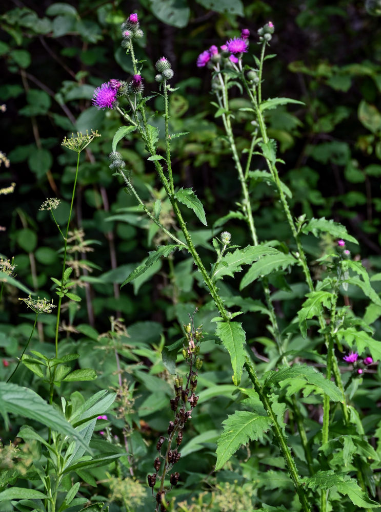 Изображение особи Carduus crispus.