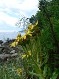 Senecio pseudoarnica. Верхушка цветущего растения. Приморский край, Хасанский р-н, с. Андреевка, скалистый берег. 05.08.2012.