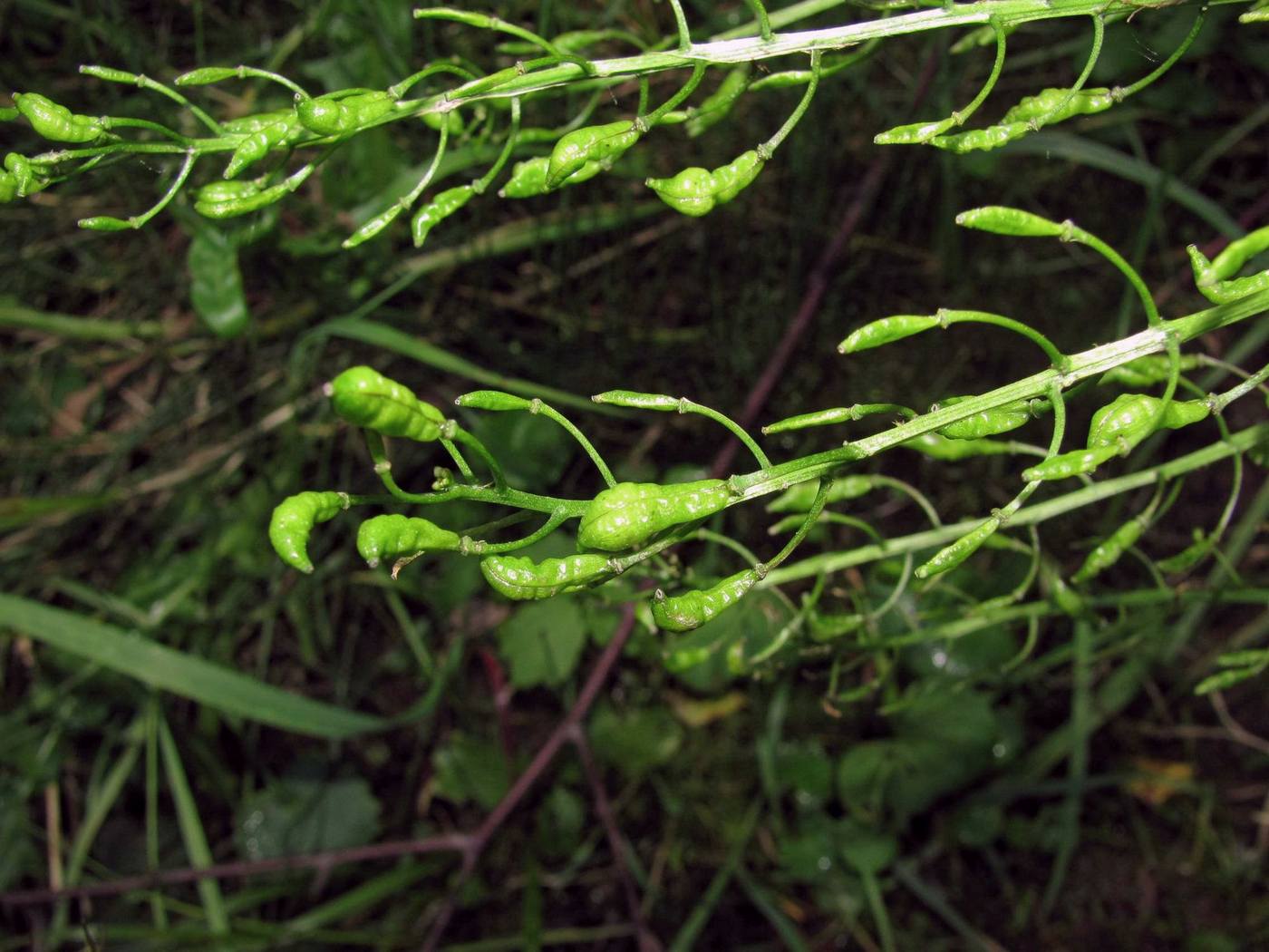 Image of Eutrema cordifolium specimen.