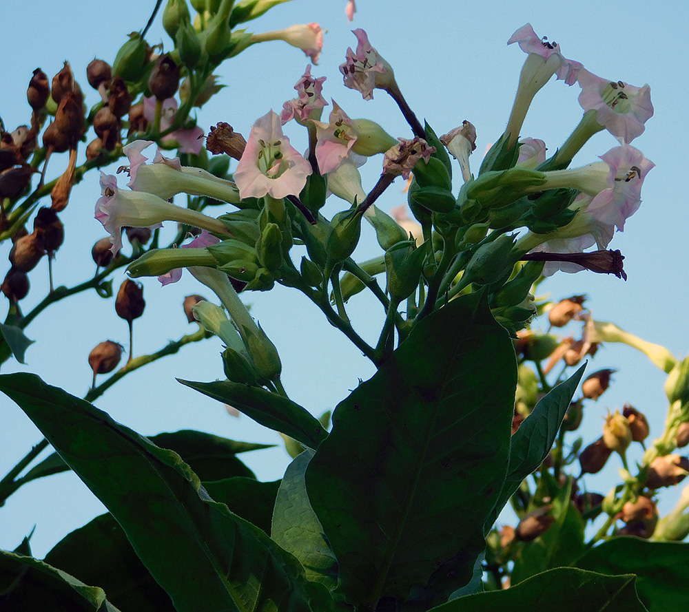 Изображение особи Nicotiana tabacum.