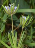 Asperula arvensis