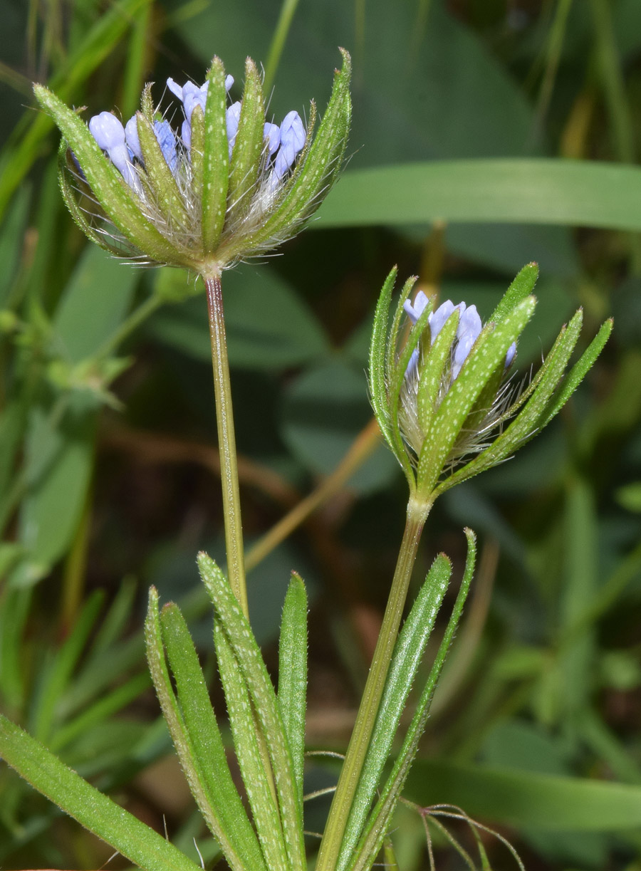 Изображение особи Asperula arvensis.